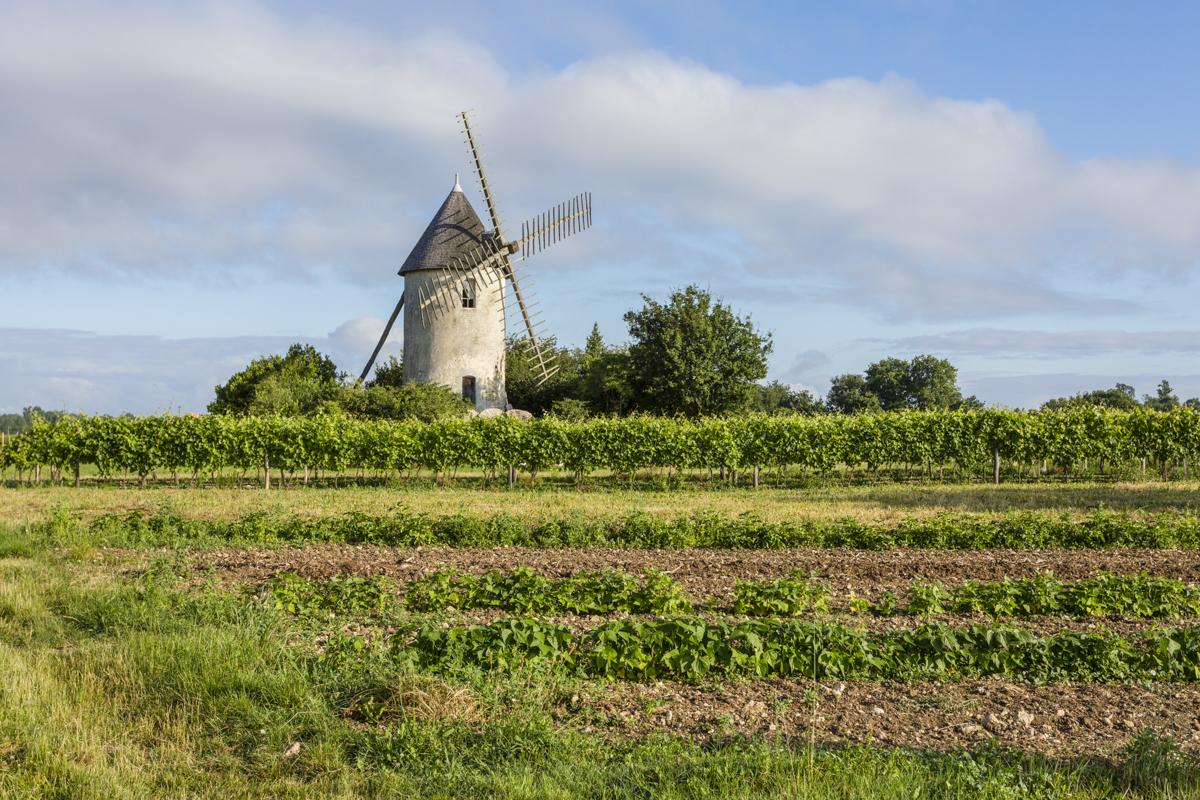 crop_9999_1000_Chateau-Serbise-Estate-Aquitaine-Olivers-Travels__5_